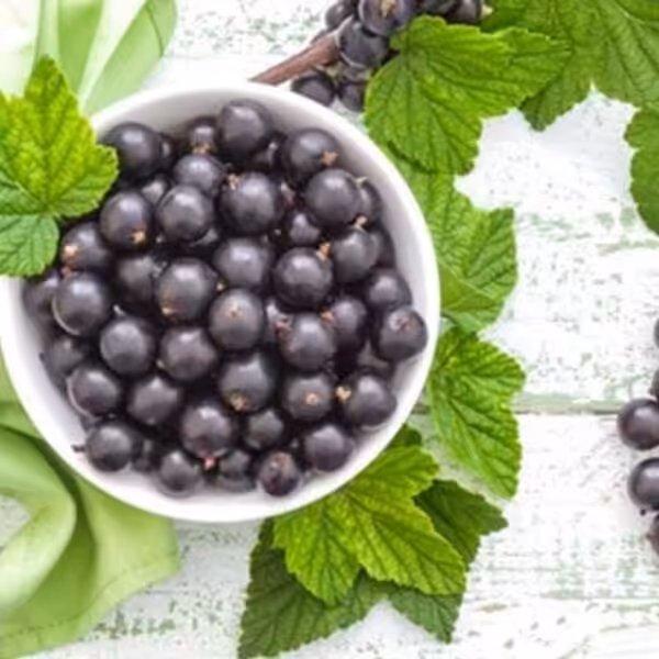 tfa-black-currant tfa black currant