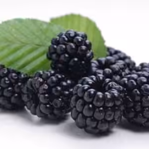 The Flavor Apprentice Blackberry