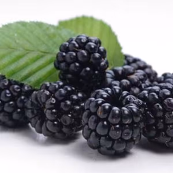tfa-blackberry tfa blackberry