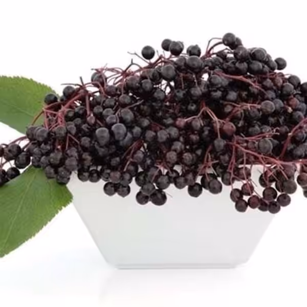 tfa elderberry