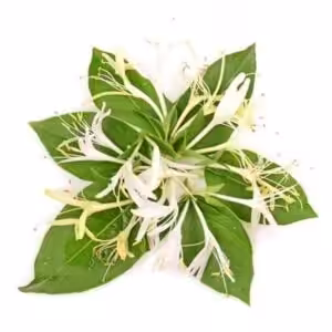 The Flavor Apprentice Honeysuckle PG