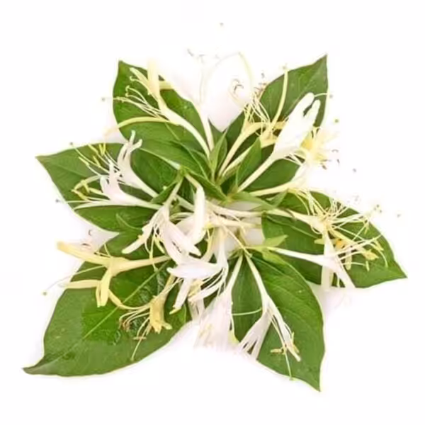tfa honeysuckle pg
