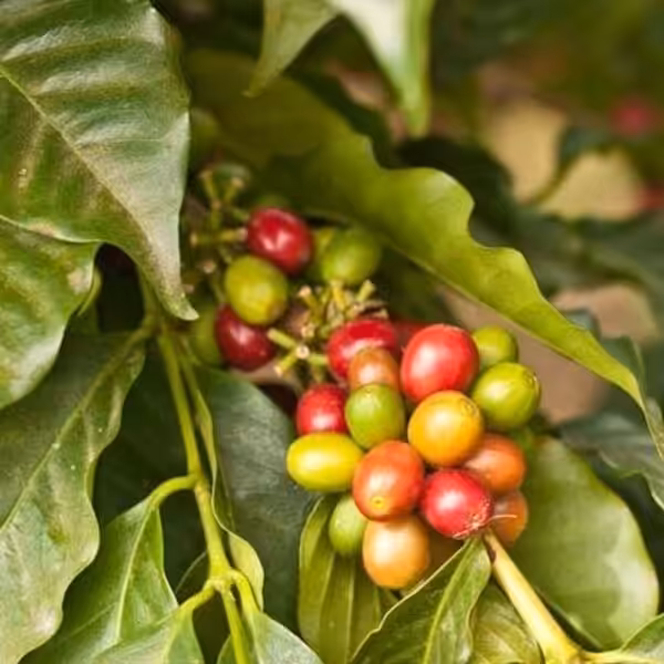 tfa-kona-coffee tfa kona coffee