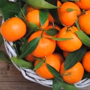The Flavor Apprentice Orange Mandarin