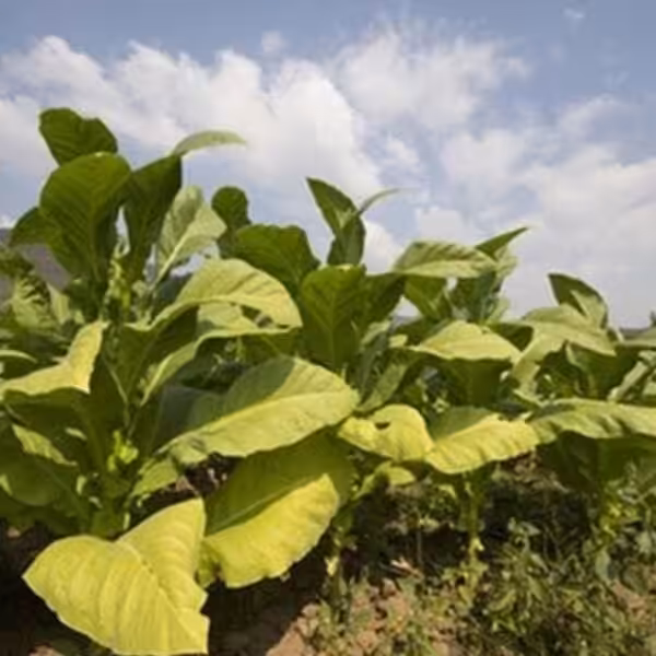 tfa-tobacco tfa tobacco