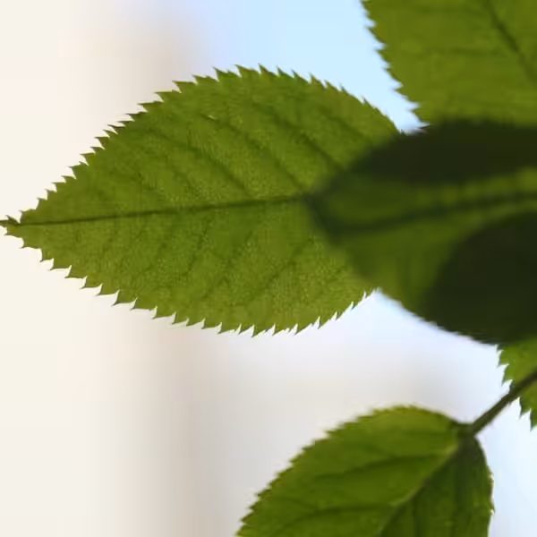 Inawera-eucaplytus-mint Inawera eucaplytus mint